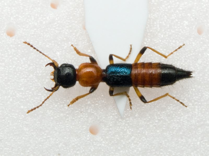 Paederus littoralis Gravenhorst, 1802